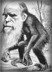 Cartoon of Charles Darwin